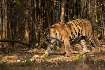 Tiger in the bamboo forest at Tadoba Andhari Tiger Reserve, India
