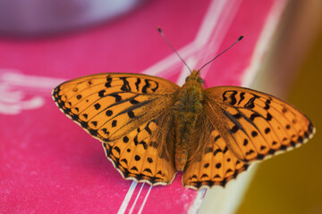 A beautiful orange butterfly with a black pattern sits on a pink old book. Insects of Russia.