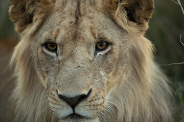 Closeup of a subadult Lion  at Masai Mara, Kenya