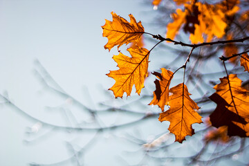 Folhas com características típicas do inverno que está chegando