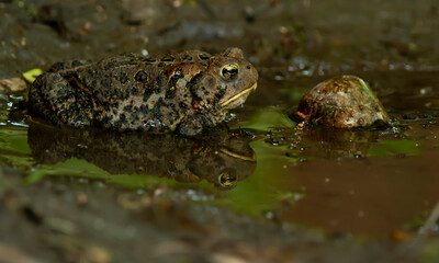Toad and reflection in water