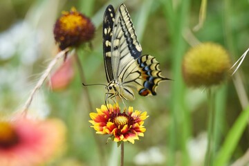 A swallowtail butterfly sucking the nectar of a flower.