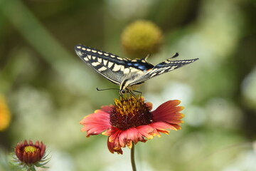 A swallowtail butterfly sucking the nectar of a flower.