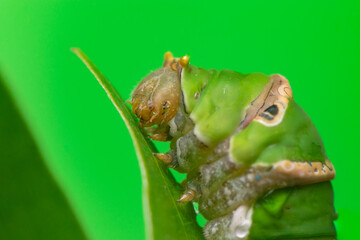 Dirty,blur and dusty Extreme close up of Green female Lime Swallowtail Butterfly (Papilio demoleus malayanus) head with long oblique bar, two lateral eye spots isolated with the soft green background