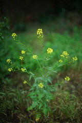 Small yellow wild flowers grow in summer garden.