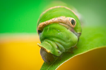 Dirty,blur and dusty Extreme close up of Green female Lime Swallowtail Butterfly (Papilio demoleus malayanus) head with long oblique bar, two lateral eye spots isolated with the soft green background