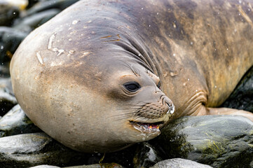 Portrait of beautiful seal laying on the stone
