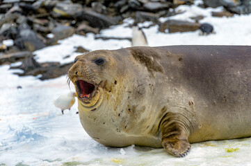 Seal screams in South Georgia