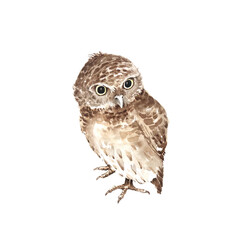 cute brown owl on a white background, watercolor illustration