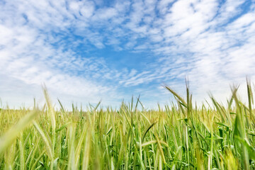 Scenic landscape of growing young organic wheat stalk field against blue sky on bright sunny summer day. Cereal crop harvest growth background. Agricultural agribuisness business concept