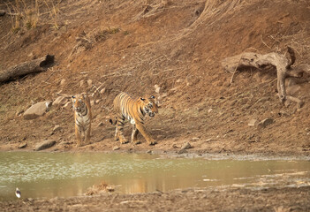 Fototapeta na wymiar Maya cubs sitting near a water hole, Tadoba Andhari Tiger Reserve, India