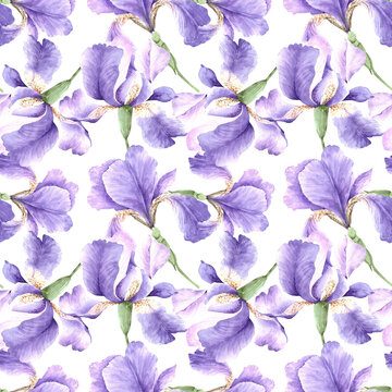 pattern lilac watercolor iris flowers close-up on a white background