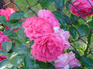 Roze
