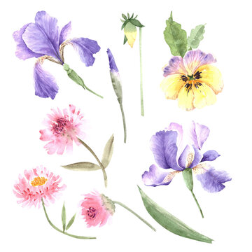 set of purple and pink garden flowers close-up, watercolor illustration on white background