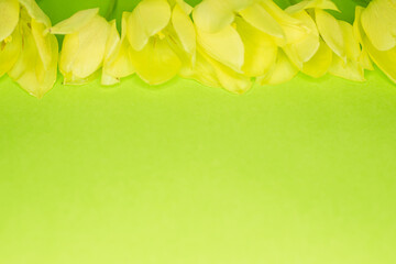 From above shot of fresh yellow tulips lying in bunch on green background. Space for text border. Selective focus.