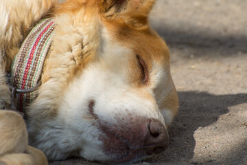 Big domestic dog is sleeping. Protection of stray animals.