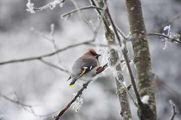 Bird on a branch