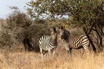 Pareja de cebras en parque nacional de Ethosa, Namibia.