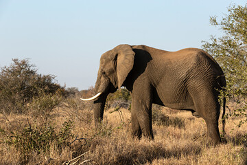 Fototapeta na wymiar Elefante en parque nacional Kruger, Sudáfrica.