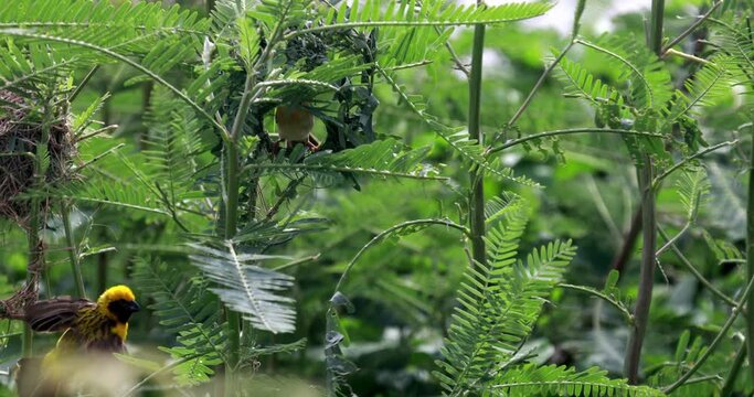 Birds build their nests with grass