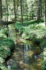 brook green wood landscape