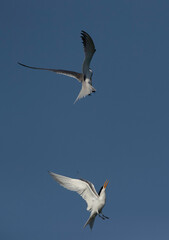 Lesser Crested Tern territory fight at Busaiteen coast, Bahrain