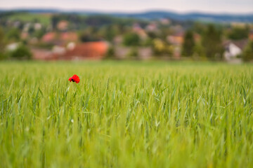 Auffallen um jeden Preis
