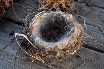 bird nest without eggs