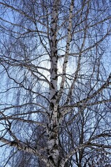 trees in the sky