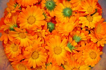 orange chrysanthemum flower