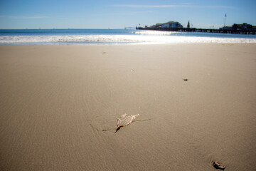 leaf on the beach