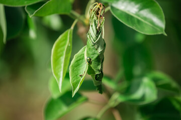 Weevil beetle weaves eggs from a pear leaf