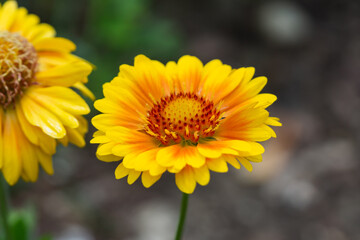 Blanket Flower in Bloom in Springtime