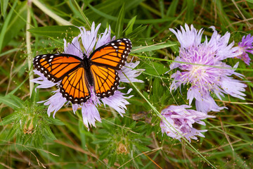 butterfly on flower