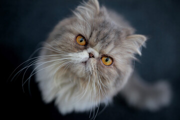 gray persian cat on dark blue background