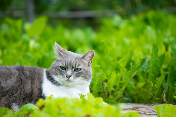 Naklejka na ściany i meble Cat in the garden relaxing