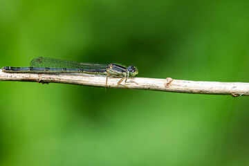 Eastern Forktail Damselfly in Springtime