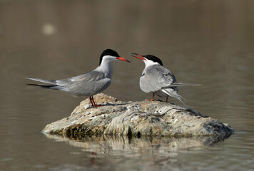 A pair of White-cheeked Terns at Asker marsh, Bahrain