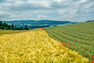 Agricultural field in spring or summer. Field of wheat and blossoming poppies.