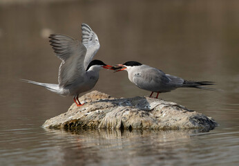 White-cheeked Tern offering a fish to his mate at Asker marsh, Bahrain