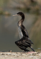 Socotra cormorant with damged wing at Asker marsh, Bahrain