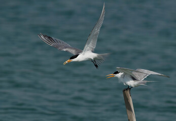 Lesser Crested Tern trying to feed his mate at Busaiteen coast, Bahrain