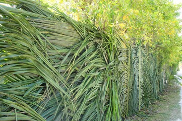 fence woven of grass in the seychelles