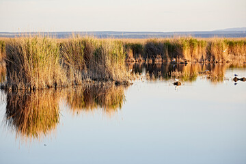 water reflection light reed evening scenery 