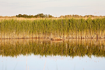 water reflection light reed evening scenery 