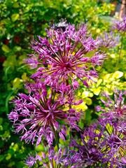 purple flowers in the garden