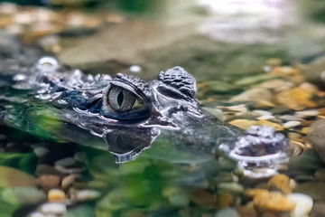 Fototapeten The head of a Caiman crocodile poked out of the water waiting for its victim © andrei310