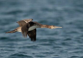 Closeup of a Socotra cormorant flying at Busaiteen coast, Bahrain