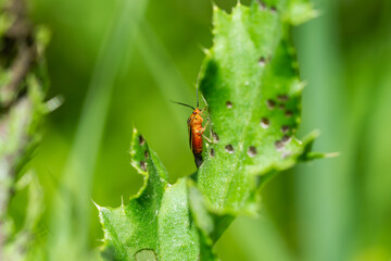 Four Lined Plant Bug in Springtime