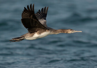 Socotra cormorant flying at Busaiteen coast, Bahrain
